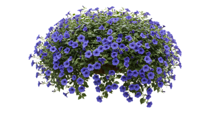 Beautiful purple flower bush, vibrant garden foliage, ideal for botanical design and floral arrangements - Isolated White Background