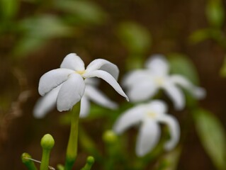 lily of the valley