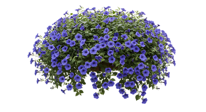Beautiful purple flower bush, vibrant garden foliage, ideal for botanical design and floral arrangements - Isolated White Background
