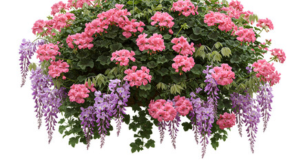 Colorful flowering plants with pink and purple blooms, ideal for garden design or floral decoration inspiration - Isolated White Background