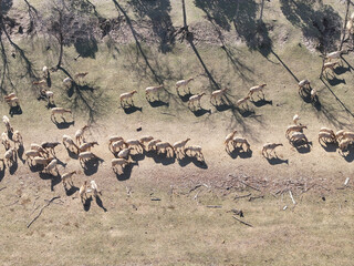 herd of wildebeest in the desert