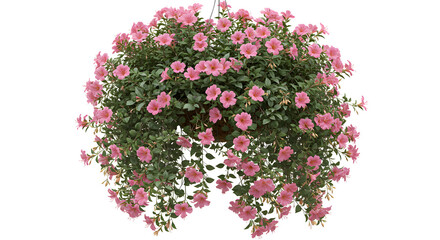 Pink flowering plant in hanging basket, decorative garden decor for design inspiration - Isolated White Background