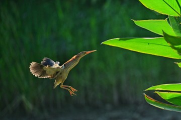 great blue heron in flight