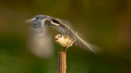 close up of a bird
