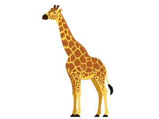 Giraffe on a white background.