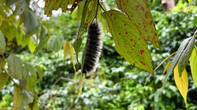 Hairy pine processionary caterpillar in karnataka state in south india