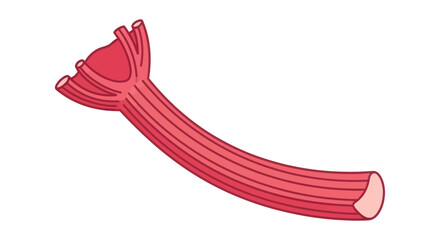 Vibrant red rhubarb stalk perfect for cooking and baking delicious treats.