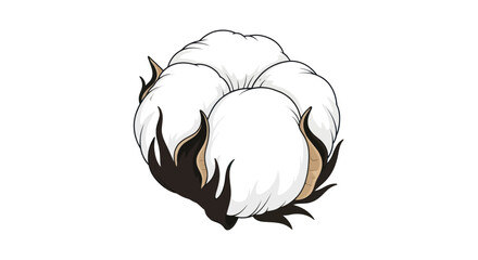 Close up of a fluffy cotton boll with dark brown bracts.