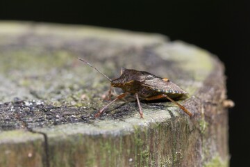 Side view of a brown shield bug.