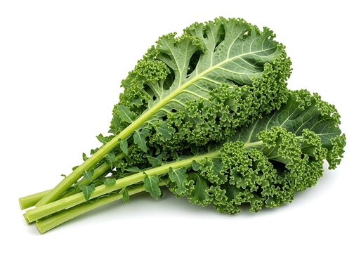 Fresh Kale Leaves Bunch Isolated On White Background