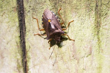 Shield bug crawling down a wooden post.