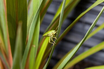 Close-up of a green shield bug.