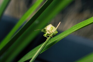 A green shield bug at the top of a strand of grass.
