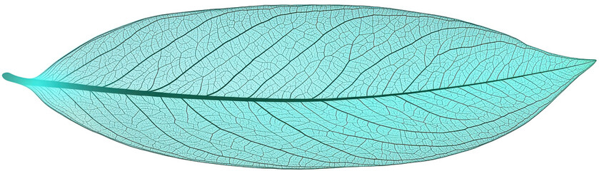 Obraz premium Translucent leaf with intricate vein patterns, showcasing delicate and serene aesthetic. soft blue hue adds calming touch to nature beauty