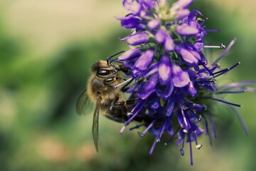 Honeybee on a lavender plant close up.
