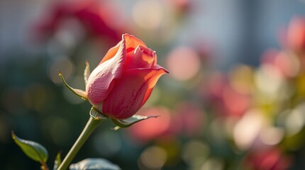 Pink rose bud closeup garden