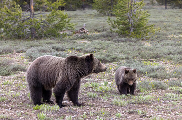 Fototapeta premium Grizzly Bear Sow and Cub in Grand Teton National Park Wyoming in Springtime