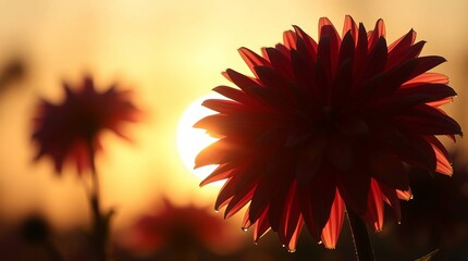 Red dahlia flower backlit by sunset