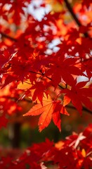 Fototapeta premium Vibrant crimson maple leaves in autumn.