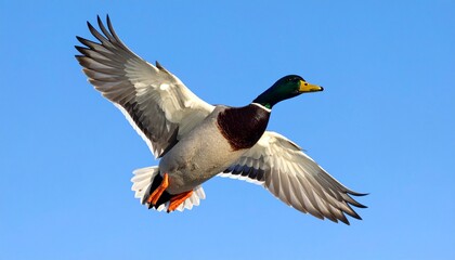 Fototapeta premium Majestic Mallard Duck in Flight A Stunning Avian Portrait