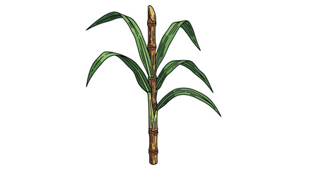 Detailed illustration of a sugarcane plant with green leaves.