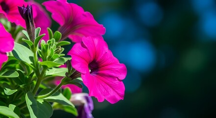 Vibrant magenta petunia blooms showcase delicate petals and lush green foliage in soft daylight