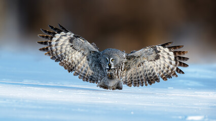 eagle in the sky