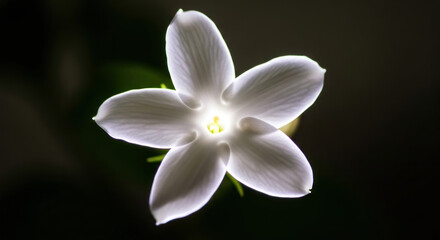 Obraz premium Close-up of a luminous white flower with delicate petals against a dark background, showcasing its beauty