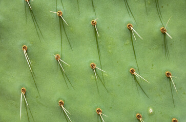 Close-up of a flat cactus leaf with large light spines growing in clusters. Detailed texture of...