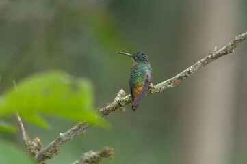 Close-up back of a golden-tailed sapphire