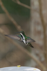 Fototapeta premium Female Black throated Mango Flying
