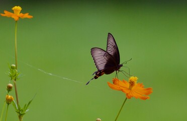 butterfly on a flower