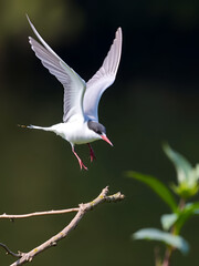 Obraz premium A whiskered tern landing on a branch