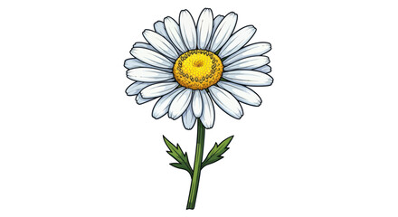 Close up of a single white daisy.