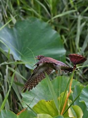 dragonfly sitting on a leaf