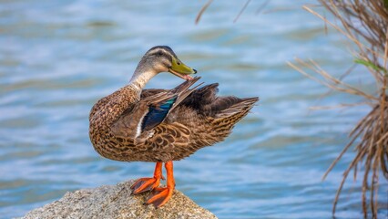 duck in the water