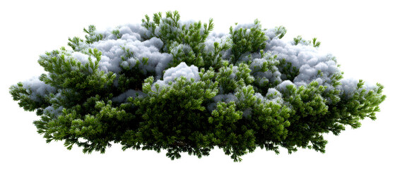 Obraz premium Lush Green Shrub with Snowy Winter Accents in Nature Scene Isolate on Transparent Background, cutout, png