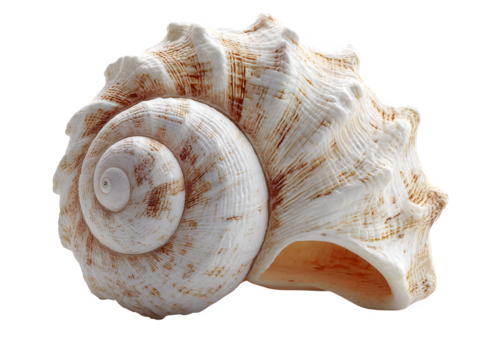 Natural spiral seashell isolated on transparent background