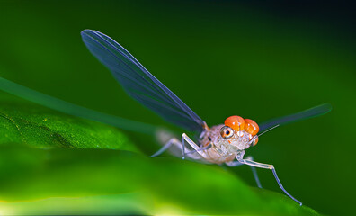red dragonfly on a leaf