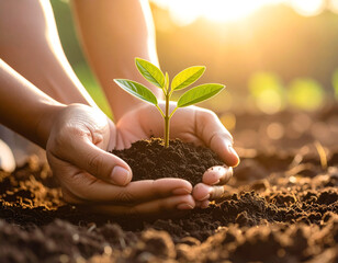 hands holding a plant