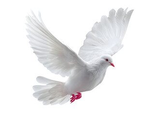 Obraz premium Elegant white dove soaring gracefully with outstretched wings, symbolizing peace, hope, and freedom