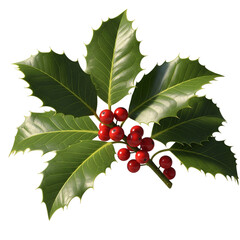 holly berries on empty background