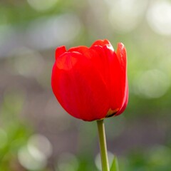 Naklejka premium Close-up of a vibrant red tulip blooming in natural sunlight with a soft blurred green background, symbolizing beauty, spring, and freshness.