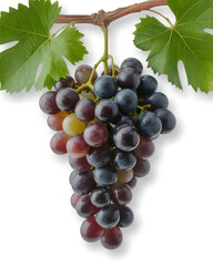 Fototapeta premium red grapes on vine isolated on transparent background.