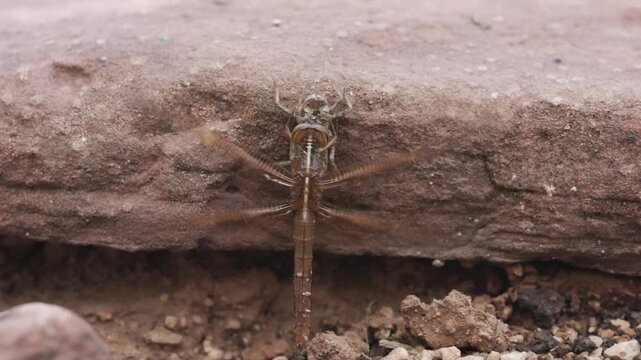 Slow motion 4k video of a dragonfly recently emerged from the last nymph stage taking flight for the first time from a perch on a sandstone slab on an overcast summer morning.
