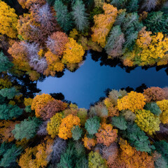 Fototapeta premium Aerial view of a winding river surrounded by autumn forest and mountains. Golden foliage, turquoise water, and rolling hills create a stunning, peaceful landscape.