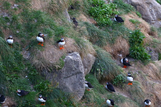 Steep rocky cliff covered with moss and dry grass, full of burrow holes used by Atlantic puffins for nesting. Puffins are sitting and resting around their burrows, forming a natural bird colony in Ice