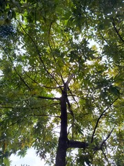View from below of a tall tree with green leaves forming a natural canopy against the sky. Bright sunlight filtering through foliage creates a fresh, eco-friendly, and nature-inspired background
