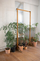 Flower pots on the wooden floor