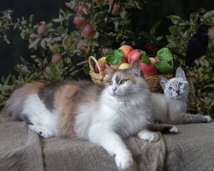Two cute cats in the garden with apples